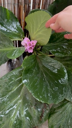 This plant blooms in November — bergenia #shorts
