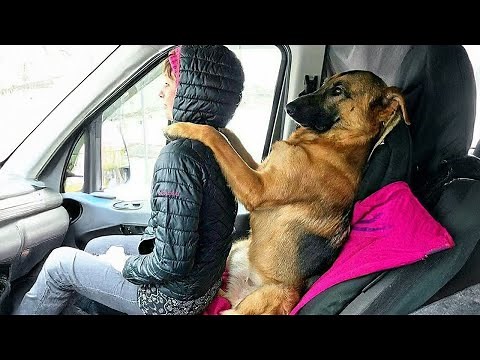 Videos De Risa de Animales Los videos más divertidos de PERROS y HUMANOS de 2024 te harán REÍR sin