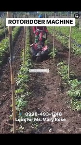 10K views · 45 reactions | ROTORIDGER MACHINE available in Diesel & Gasoline Engine. For orders & inquiries  0998-493-1748 and look for Ms. Mary Rose #shreddermachine #handtractor #farming #mccgrower #AgriMachines #farmlife #kuliglig #shredder #cocopeat #decorticator #acchandtractor #accmetalcraft #reels2024 #adsonreels #agrimachines #Walkbehind #cultivatingtiller #foragechopper #silage #powerweeder #farmersmarket #handtiller | Hand Tractor for Sale - ACC Metal Craft | Facebook