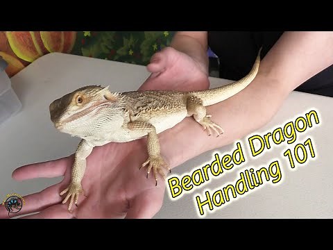 How to Properly Pick Up and Handle Your Pet Bearded Dragon! - Both Adults and Babies! 🦎