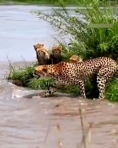Cheetah hard to help her cubs over water | Incredible Nature