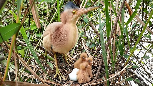 23K views · 593 reactions | Parents Help Each Other Raise Their Babies | Border Birds | Facebook