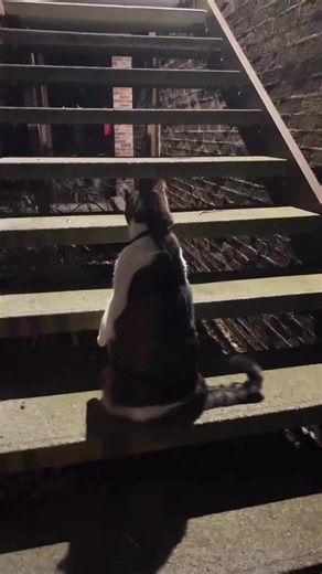 #standingcatmemeedition #catrescue #standingcatmeme #funnycat