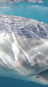 1.4K views · 48 reactions | mako shark encounter #fishforever | Al McGlashan | Facebook