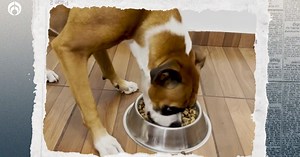 Royal Canin vs. Purina: ¿qué croquetas son más baratas y con más nutrientes según Profeco?