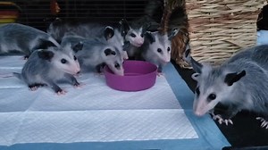 69K views · 6.3K reactions | A little smacking on banana slices today  | Roxie and Friends | Facebook