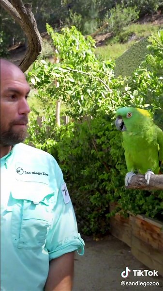 Screaming internally or externally today? #sandiegozoo #animals #parrotsoftiktok #yellownapedamazon