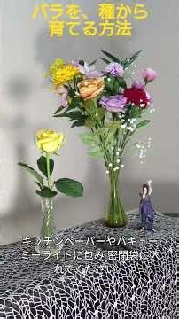 🌹「バラを、種から育てる方法」#ばら #バラ #薔薇 #ローズ #flowers