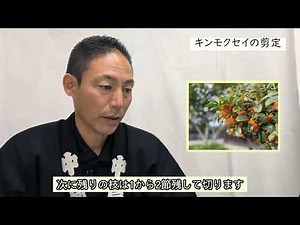 キンモクセイ（金木犀）剪定時期、剪定に必要な道具 加須市・久喜市・幸手市の植木屋
