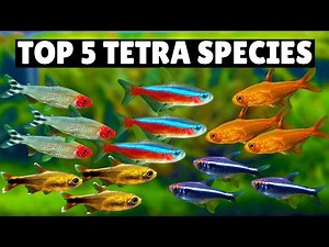 Top 5 Tetras Species!