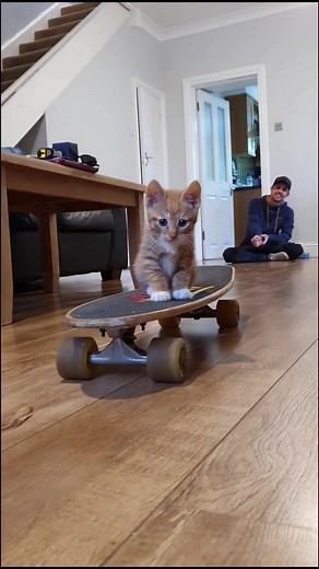 Kitfen: The Skateboarding Cat