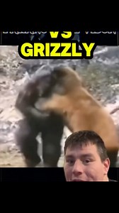 12M views · 123K reactions | BIGFOOT VS A GRIZZLY BEAR ? CAN IT BE...