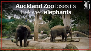 Auckland Zoo Director Kevin Burley talks about the 'heartbreaking decision' to re-home its two female elephants. Get the full story: https://bit.ly/360dyF4 #FOCUSLIVE | nzherald.co.nz