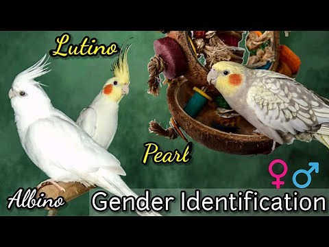 How to tell Gender of your Cockatiels || Lutino, Albino & Pearl Cockatiel Gender Identification