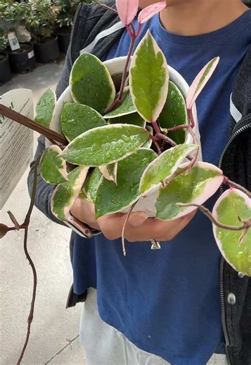 Exploring The Home Depot's Plant Section: Hoya Edition