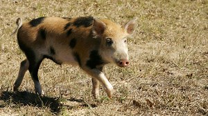 How to Poison a Feral Pig? It's Not Easy.