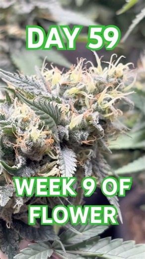 LCG💚HK🎶DAY 59 OF FLOWER😍 #homegrown #organic #plants #natural #indoorplants #growagarden #botany