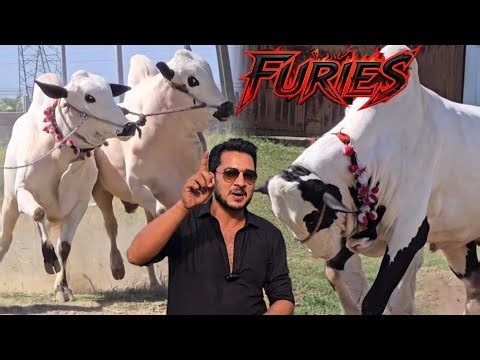 Al-Rehman Cattle Farm - Beautiful Aggressive Fateh Jang Bulls 2026 - Bakra Mandi 2026 - JNTV