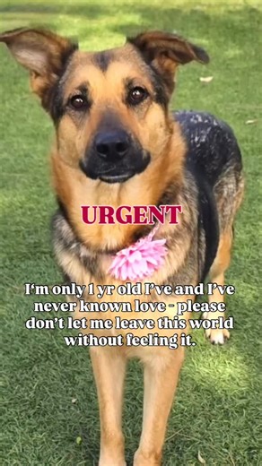 🚨Urgent! Roxy is out of time! She just lies quietly on her kennel bed - waiting for someone to notice her. 💔 Roxy #A5730659 is only 1 year old, a 53 lbs German Shepherd who came into Downey ACC as a stray on 10/03/25. No one ever came looking for her. Roxy is a sweet and calm girl who is shy and timid at first, but with gentle encouragement, she warms up and seeks affection from her handlers 🥰Once she feels safe, she leans into gentle hands, pressing closer as if trying to remember what love 