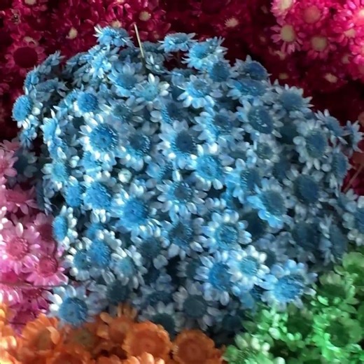 Flores Sempre vivas desidratadas - #floressemprevivas #floressemprevivas #floresdesidratadas