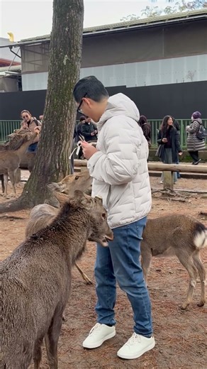 奈良公園の鹿たち｜人と鹿の特別な共存🦌✨ #奈良公園#奈良の鹿#奈良鹿#鹿#鹿のいる風景#鹿と人#奈良観光#日本観光#日本の風景#JapanTravel