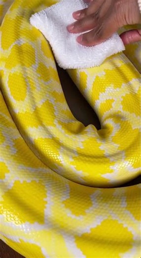 Life with my yellow python – Day 1 #shorts #yellowpython #satisfying #asmrvibes #snakevideos