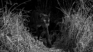 World marvel at rare black leopard spotted in Kenya for first time in 100 years