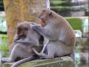 David, Doing? Funny act of little monkey David with brother Princeton/ They very enjoy with their natural life. | Monkey SoLo