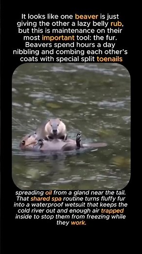 The Beavers That Turn Grooming Into Glue #animals #wildlife #nature #viral #animalshorts #cute