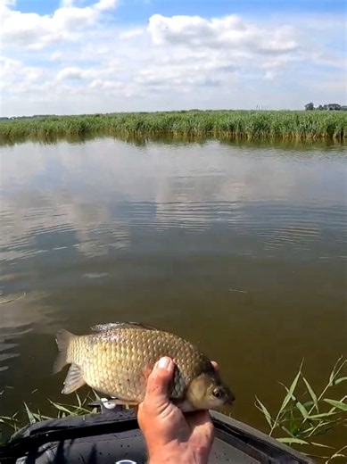 Bite: Carp and Crucian Fishing Tips
