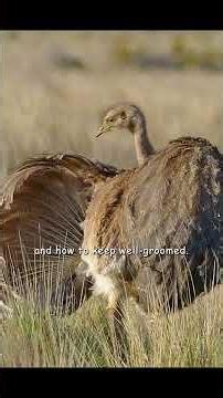 Now I’m convinced it has a very strong paternal instinct. #wildlife #animals #shortvideo #shorts