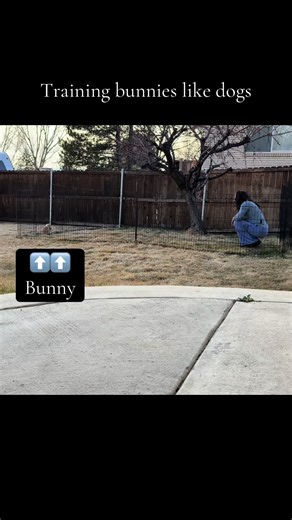Pet Bunny Training | bunnies