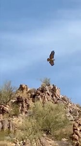 I heard the distinctive screech of the Red-tailed Hawks before I saw them on the mountain this morning. They were celebrating a breakfast on the mountain peak. I loved watching the smaller male use his tail as he held over his mate. The Red-tailed hawk is capable of “kiting,” holding still against the wind on set wings, much like a kite tugging against string. It's one of the few birds able to do so. | Jeremy Johnson Photography