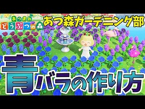 青バラの交配の仕方を詳しく説明します【あつまれどうぶつの森】