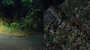 Wild Animals: വന്യമൃ​ഗശല്യം രൂക്ഷം; കാട്ടാനയ്ക്കും പുലിയ്ക്കും പിന്നാലെ ഇടുക്കിയിൽ ഭീതി പരത്തി പെരുമ്പാമ്പും- വീഡിയോ