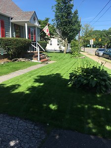 GCI TTTF: full grass coverage after 21 days