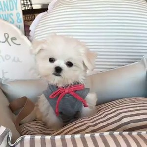 4.9K views · 311 reactions | "Bam Bam" Teacup Maltese male now available-Currently weighs 20 ounces at 10 weeks Teddy bear face with a cobby body and triple thick coat. Text-Call-WhatsApp 1-248-420-1245 or 1-248-420-1246. | Woof Woof Puppies & Boutique | Facebook