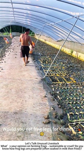 Frog Farming – Feeding Frenzy in the Pond 🐸🍽️