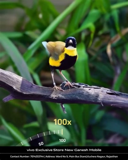 Vivo X300 Series – 100x Zoom Camera Preview | Coming Soon | Visit Vivo Exclusive Store Kuchera