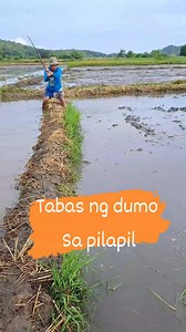 Tabas ng dumo sa pilapil #fbreels #reelsfb #fypシ゚ #teamENSAN #fyp #buhaymagsasaka #harvest #kabukid #follower #everyone #farmers #farming #farmlife #buhayprobinsya | Dela Cuadra Hanz
