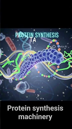 protein synthesis process #biology #science
