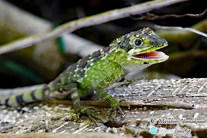 宮古島の生き物たち ～爬虫類・両生類を探す旅～ | 山川自然研究所
