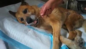 484K views · 10K reactions | Ho scoperto in rete la storia di...