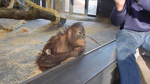 This Adorable Orangutan Appreciates A Magic Trick | Gongobonk