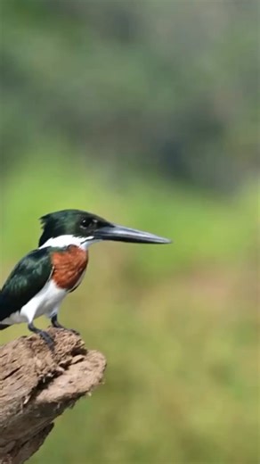 Moda vai além de expressão. Também é sobre atitude, propósito e consciência. Por isso, as camisetas do WWF-Brasil são um convite para quem quer levar a natureza no peito. Lindas, confortáveis, feitas sob demanda e com algodão certificado: são peças que combinam com tudo — especialmente com um futuro mais justo e sustentável. Ao comprar, você também apoia o trabalho do WWF-Brasil em defesa da natureza, já que o lucro líquido das vendas contribui para fortalecer as nossas ações de conservação ambi