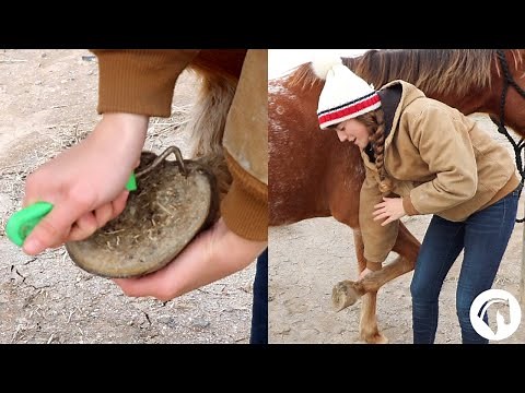 How To Clean A Horse's Hooves (The Easy Way)