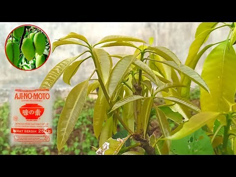 The Best Fertilizer For Mango Trees
