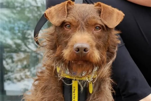 10 adorable rescue pups looking for homes  including ex-racing greyhound