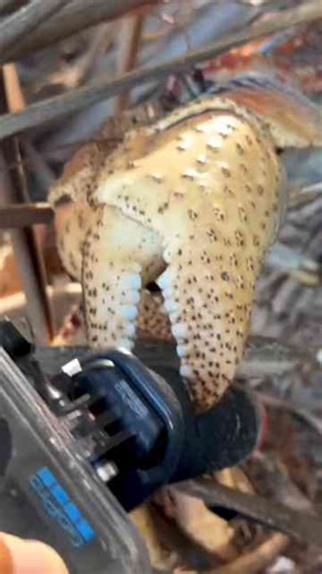 Giant crab steals our GoPro