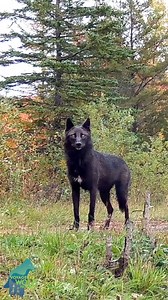 Really neat footage of a black wolf in fall black wolves are quite rare in our area. #reels #wolfdogsofinstagram #reelsviralシ #virals #dog #wolfdogs #reelsfb #wolfsburg #wolfman #wolftattoo #wolfdogpuppy #wolfdogcommunity #wolf #wolfdog #wolfpack | Wolf Lovers